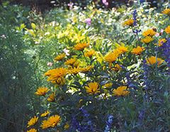 photo of wild flowers and herbs