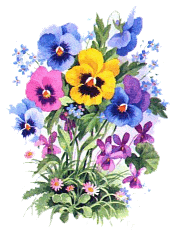 Pansy flowers are wonderful on a salad